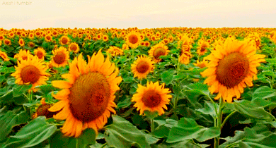 Sunflower GIFs. 95 Beautiful GIF Animations for Free