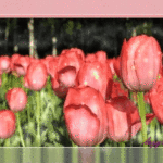 GIFy Tulipány - 100 kusů animovaných obrázků a pohlednic