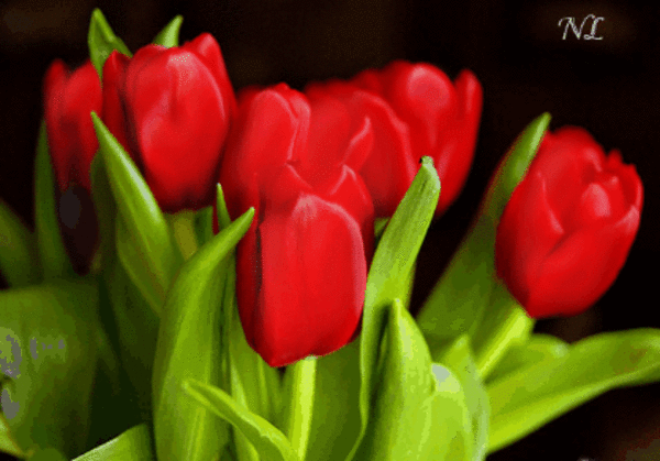 GIFs Tulips. 100 pieces of animated picture. Spring flowers