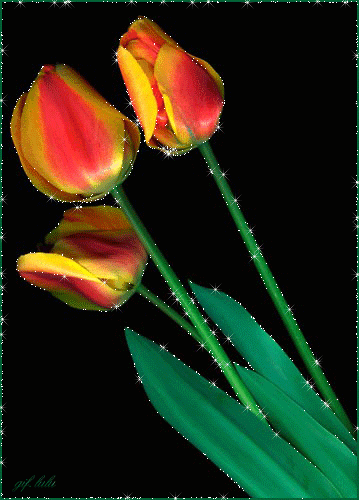 Le GIF con i tulipani. 100 immagini e cartoline animate
