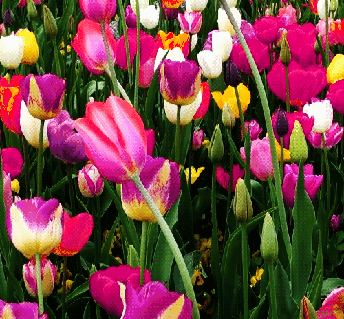 GIF Tulipes - 100 pices d39images animes - Belles fleurs de printemps